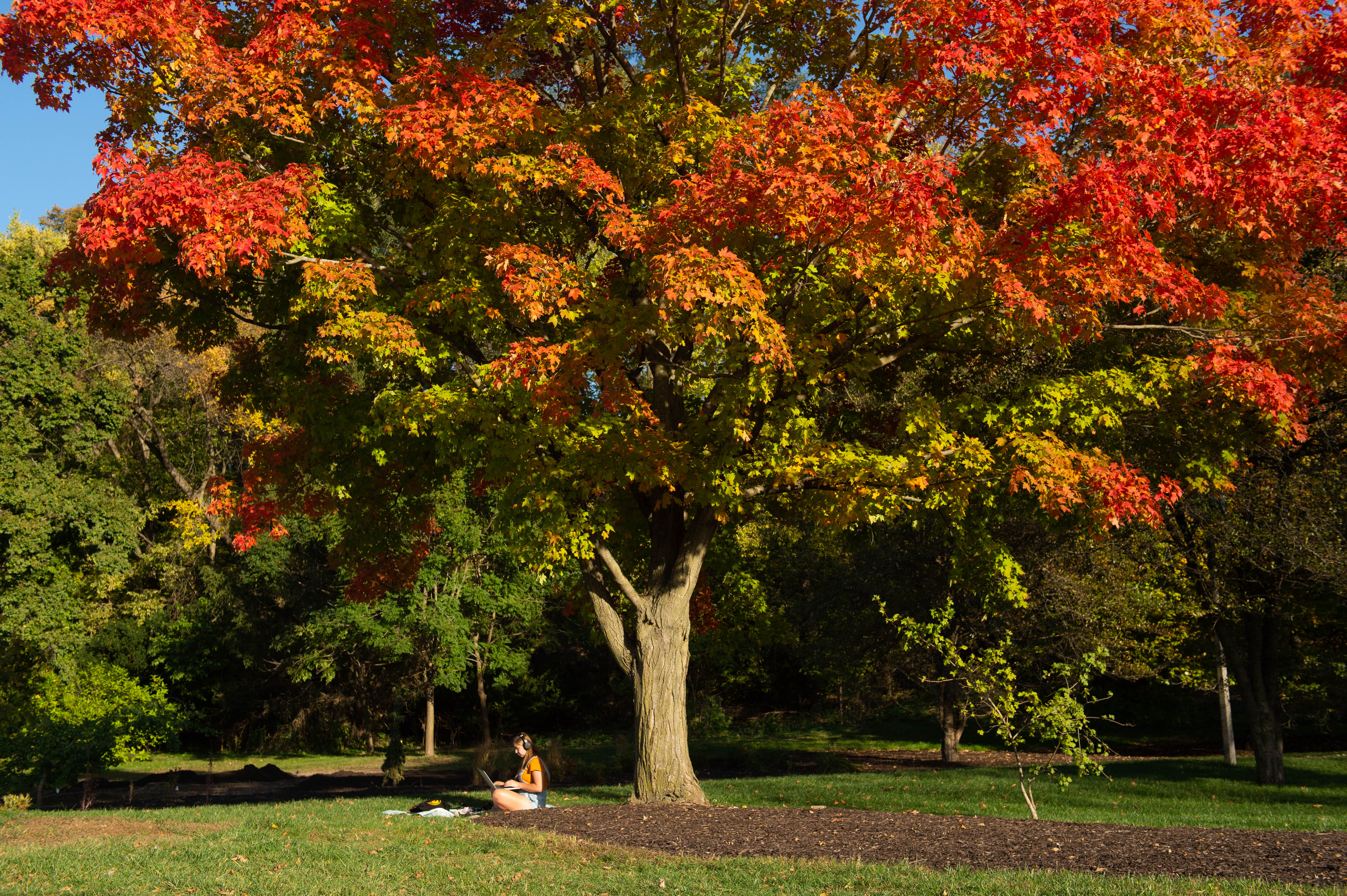 Student under tree with leaves changing color